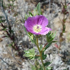 clarkia purpurea ssp quadrivulnera